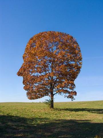 head tree